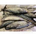 Frozen Auxis Thazard Skipjack Whole Round Bonito Fish
